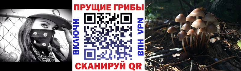 shop формула  наркошоп  Кыштым  Псилоцибиновые грибы Cubensis 